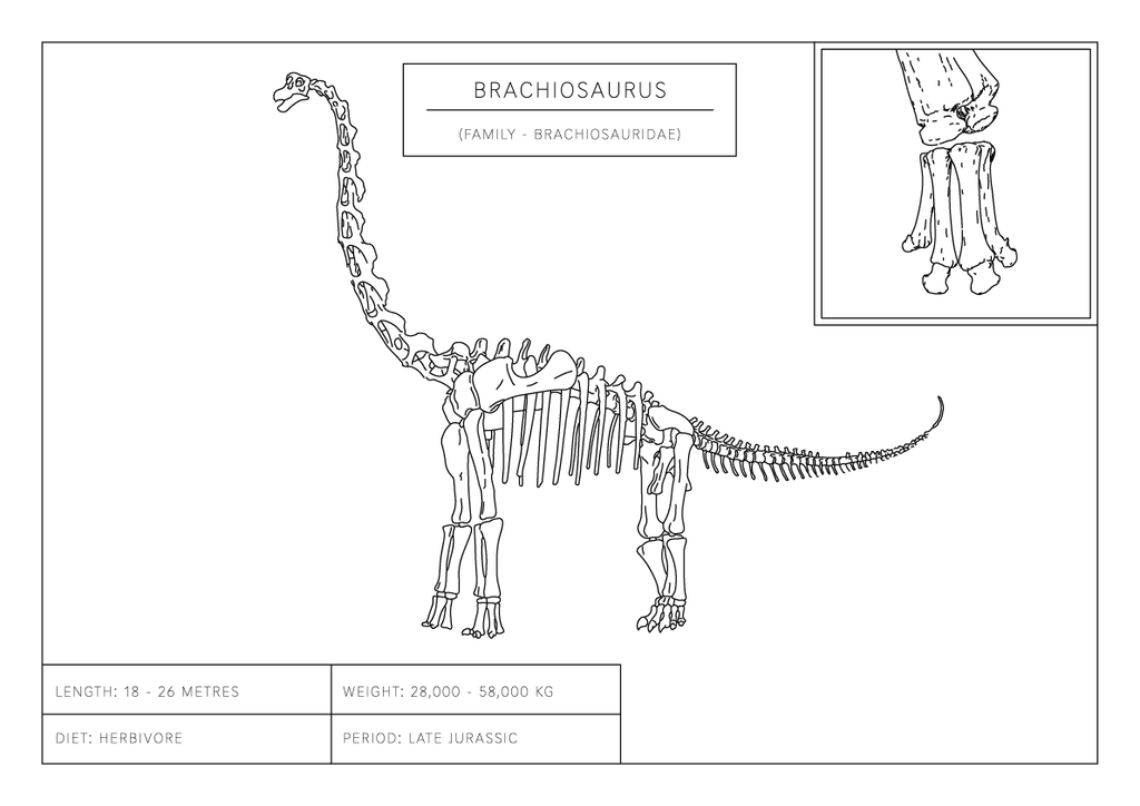 Brachiosaurus | Dinosaur Wall Art