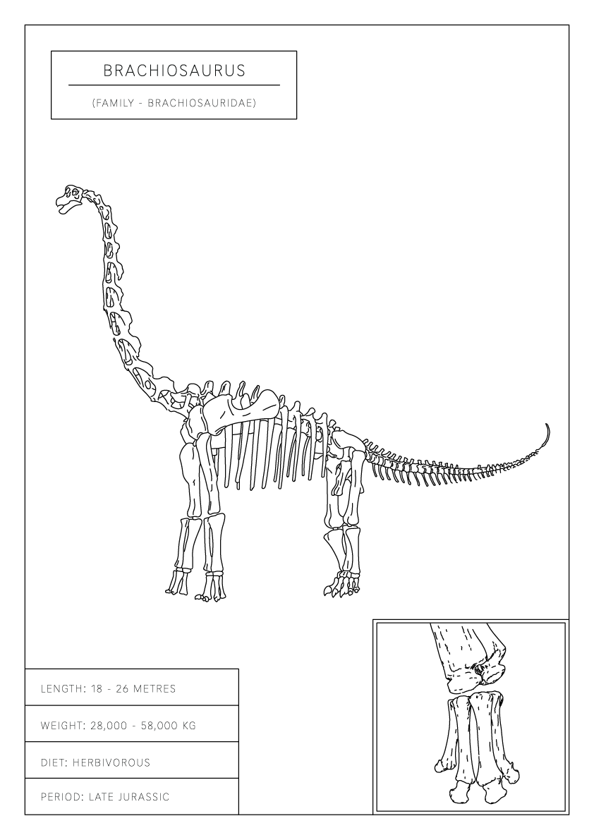 Brachiosaurus | Dinosaur Wall Art