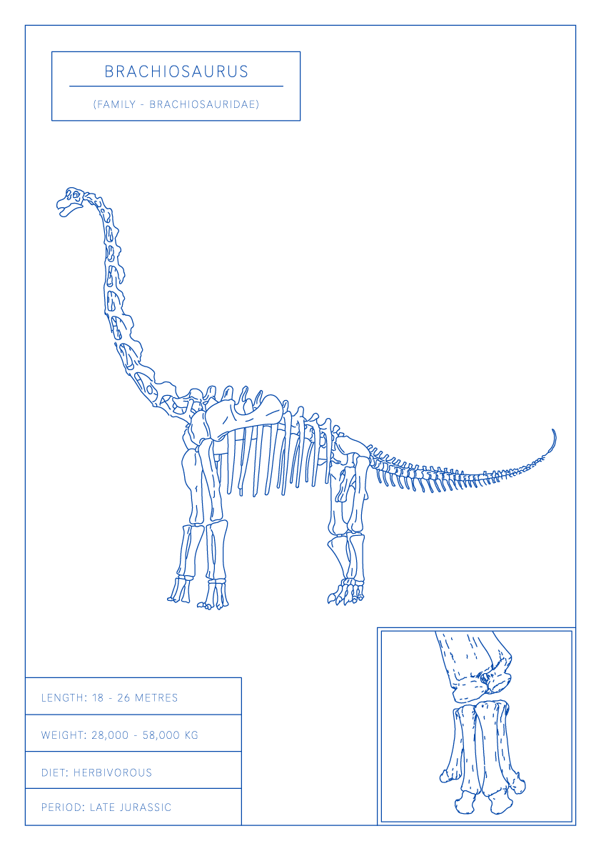 Brachiosaurus | Dinosaur Wall Art