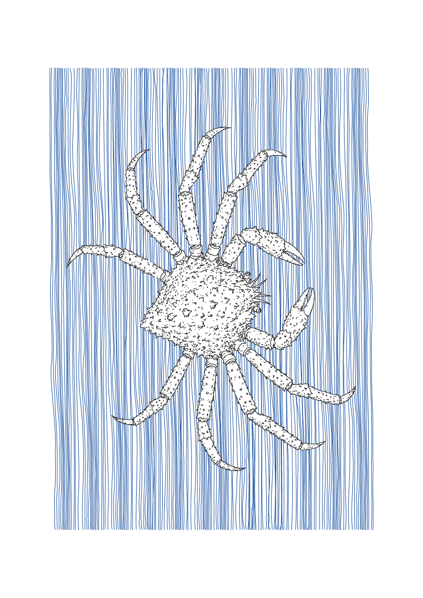 Crab Wall Art | Sea Creatures