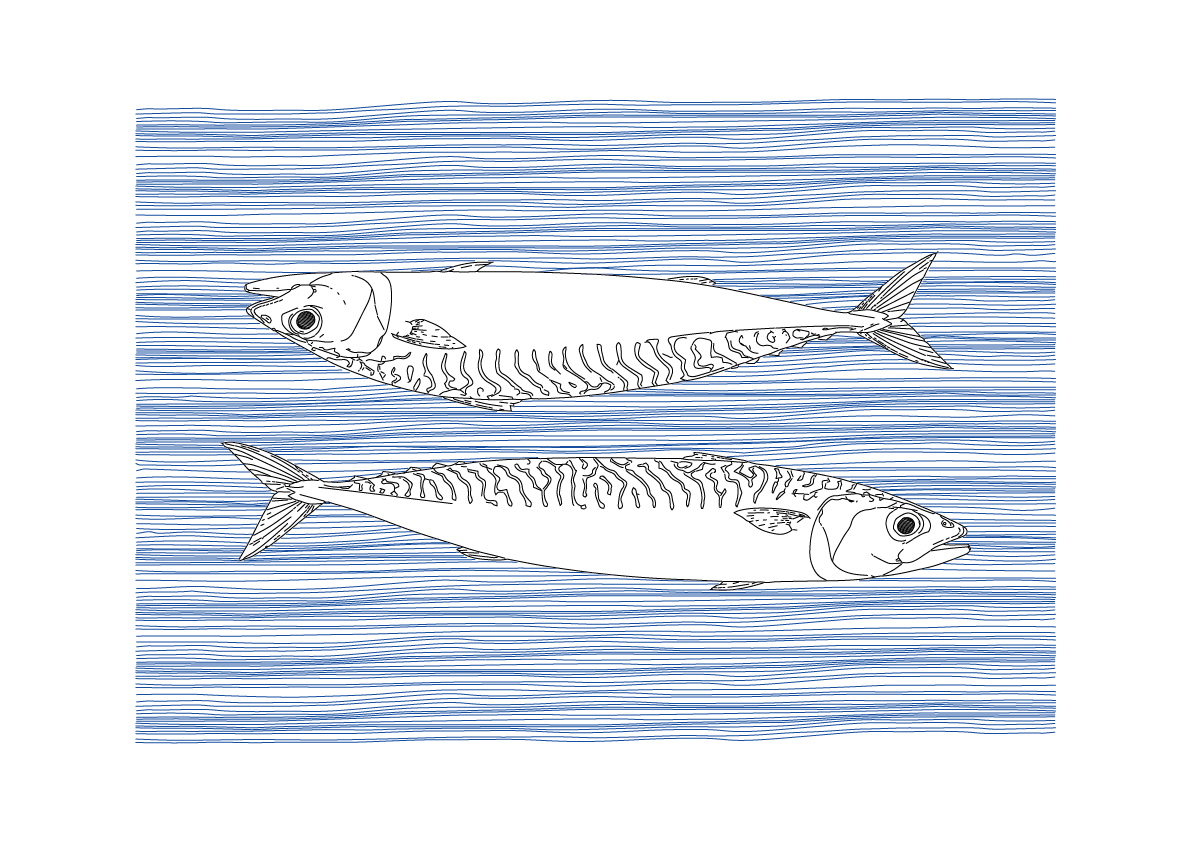 Mackerel Wall Art | Sea Creatures
