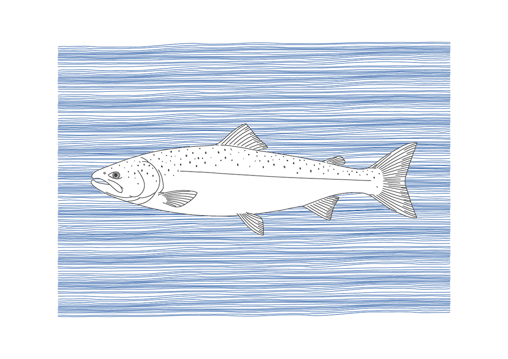 Salmon Wall Art | Sea Creatures