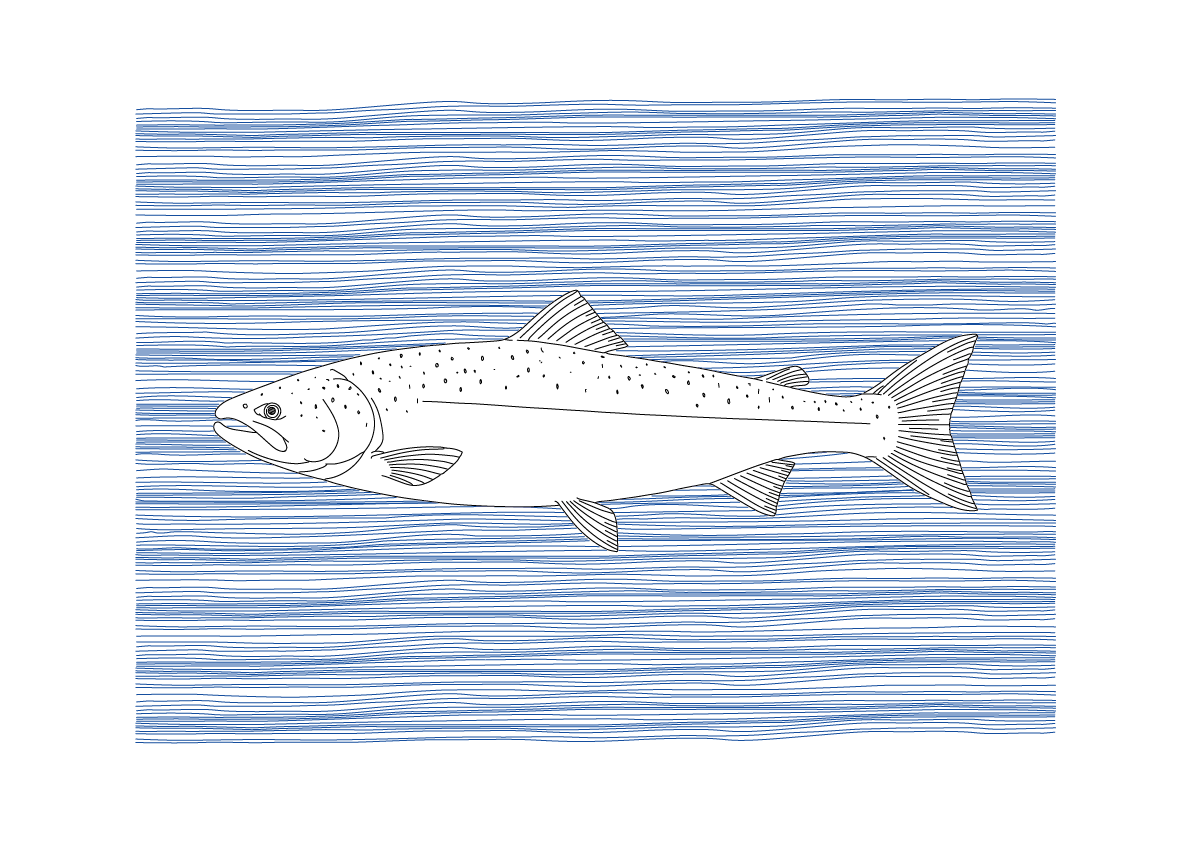 Salmon Wall Art | Sea Creatures