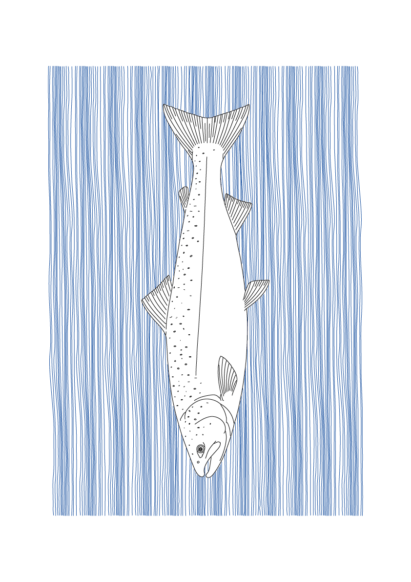 Salmon Wall Art | Sea Creatures
