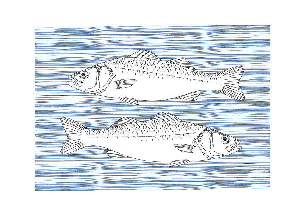 Sea Bass Wall Art | Sea Creatures