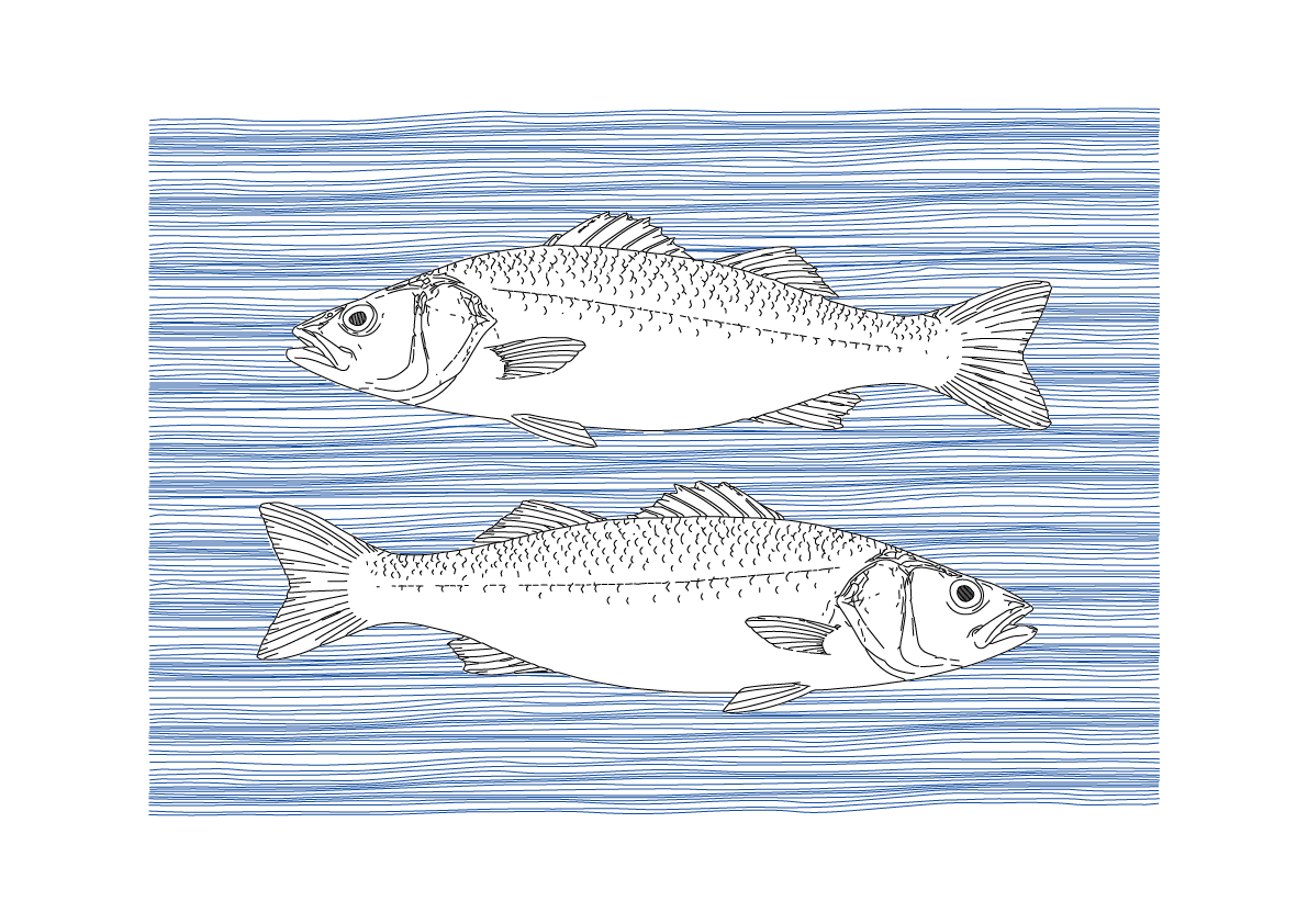 Sea Bass Wall Art | Sea Creatures