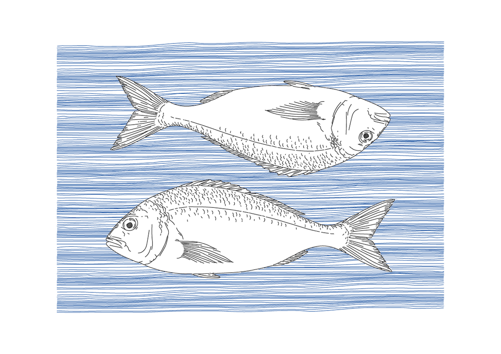 Sea Bream Wall Art | Sea Creatures