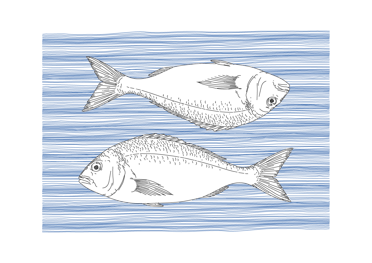Sea Bream Wall Art | Sea Creatures