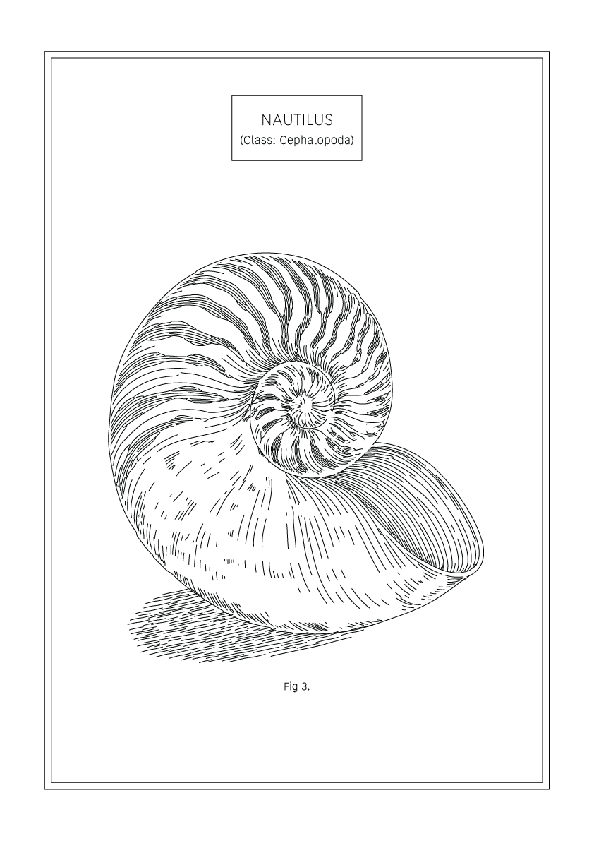 Nautilus - Natural History Art