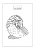 Nautilus - Natural History Art