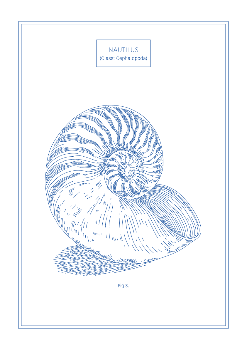 Nautilus - Natural History Art