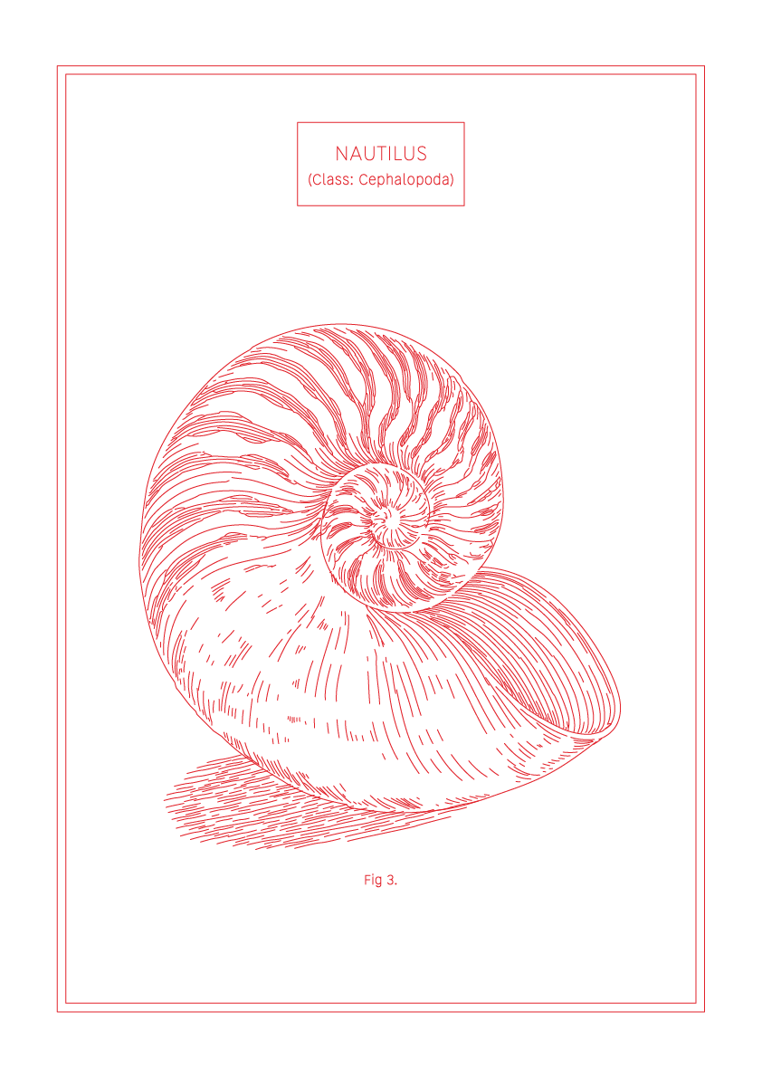 Nautilus - Natural History Art