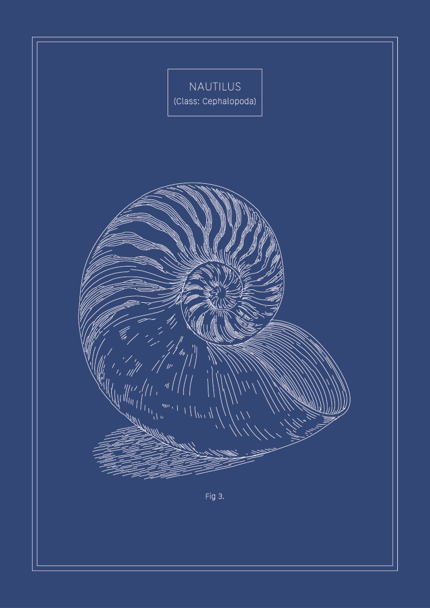 Nautilus - Natural History Art