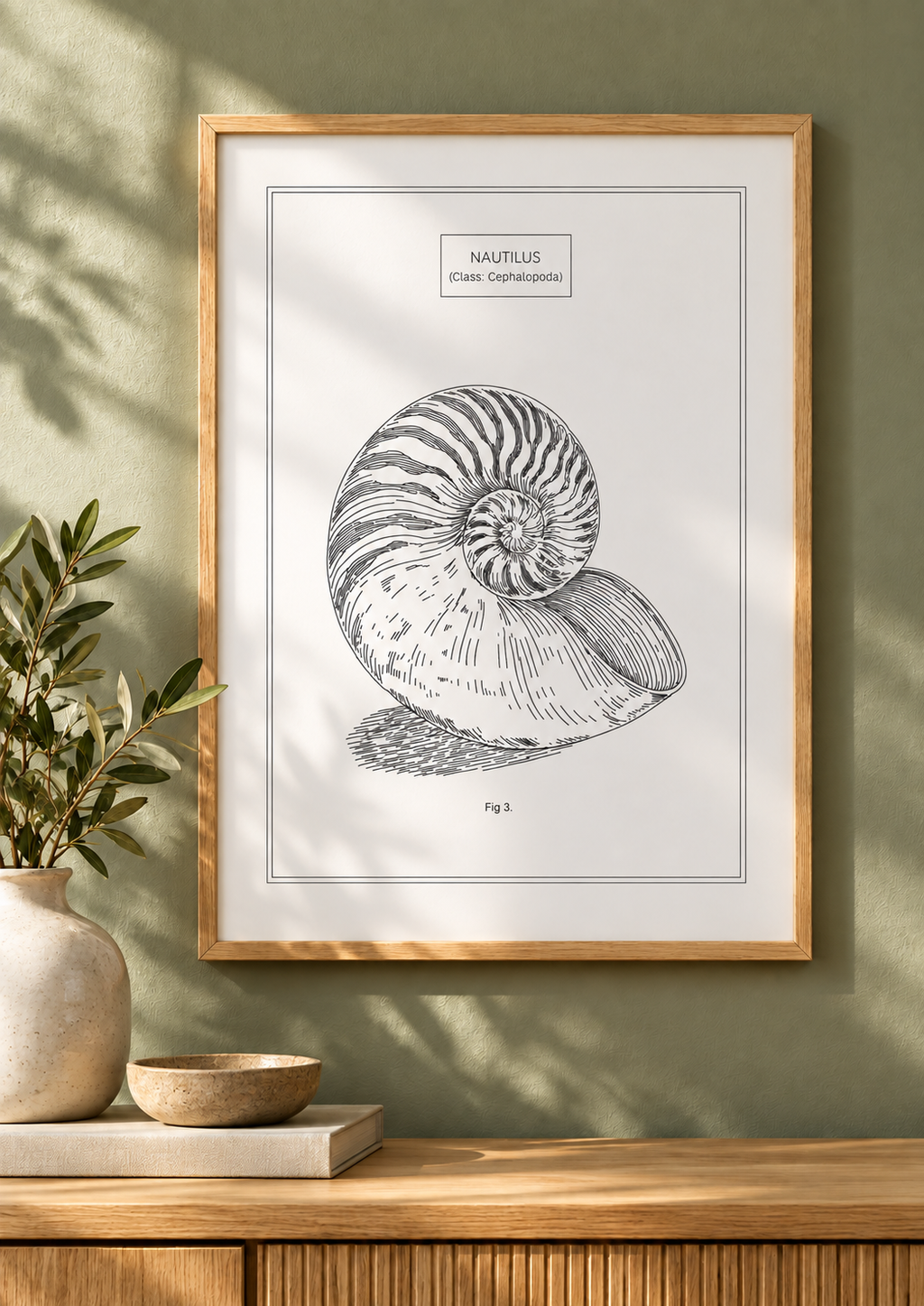 Nautilus - Natural History Art