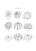 Sea Urchins - Natural History Art