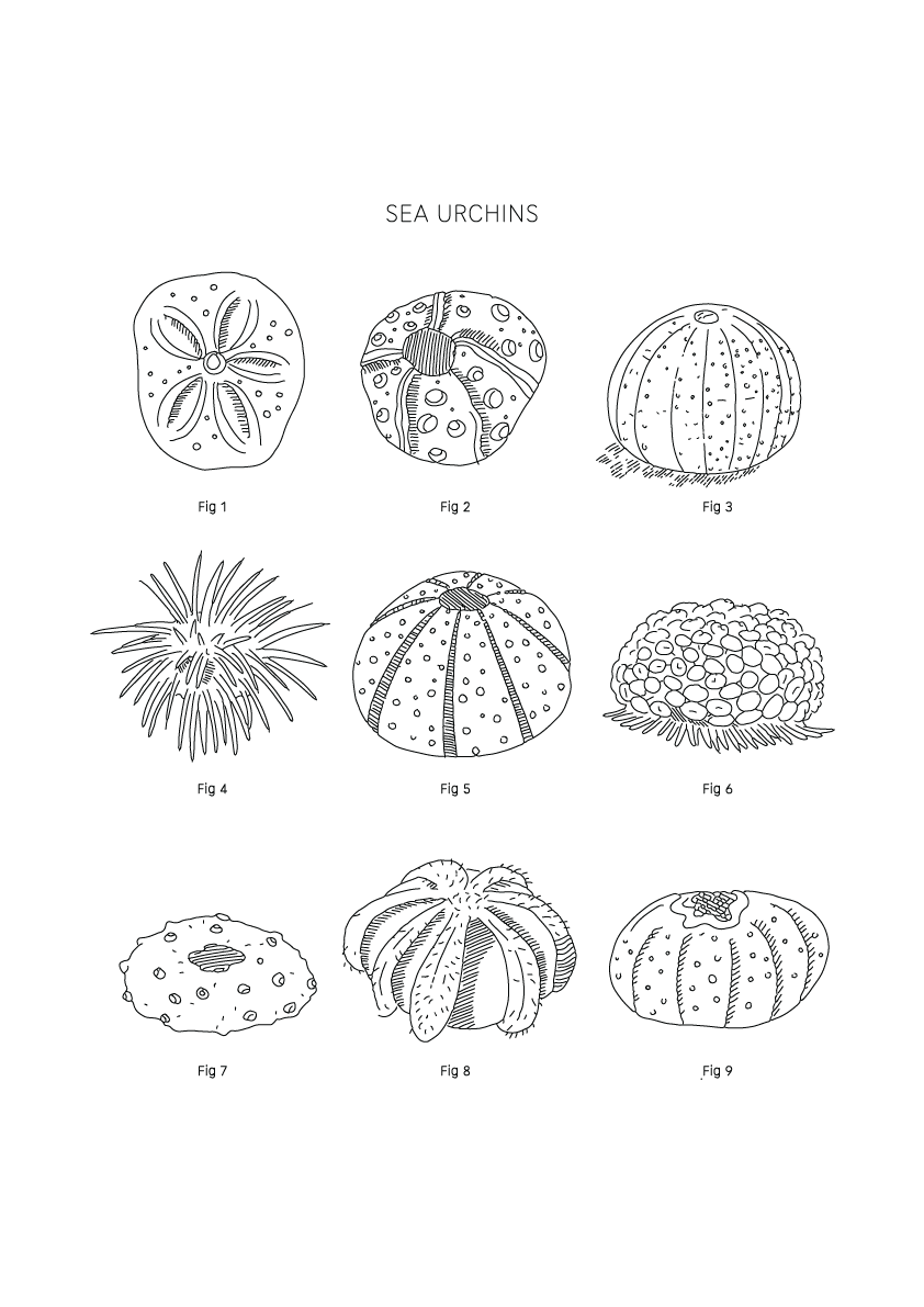 Sea Urchins - Natural History Art