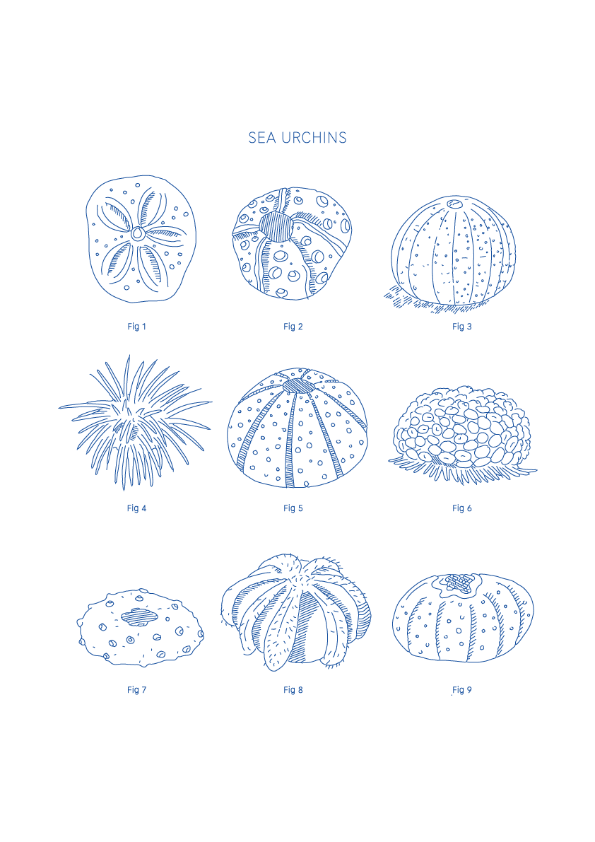 Sea Urchins - Natural History Art