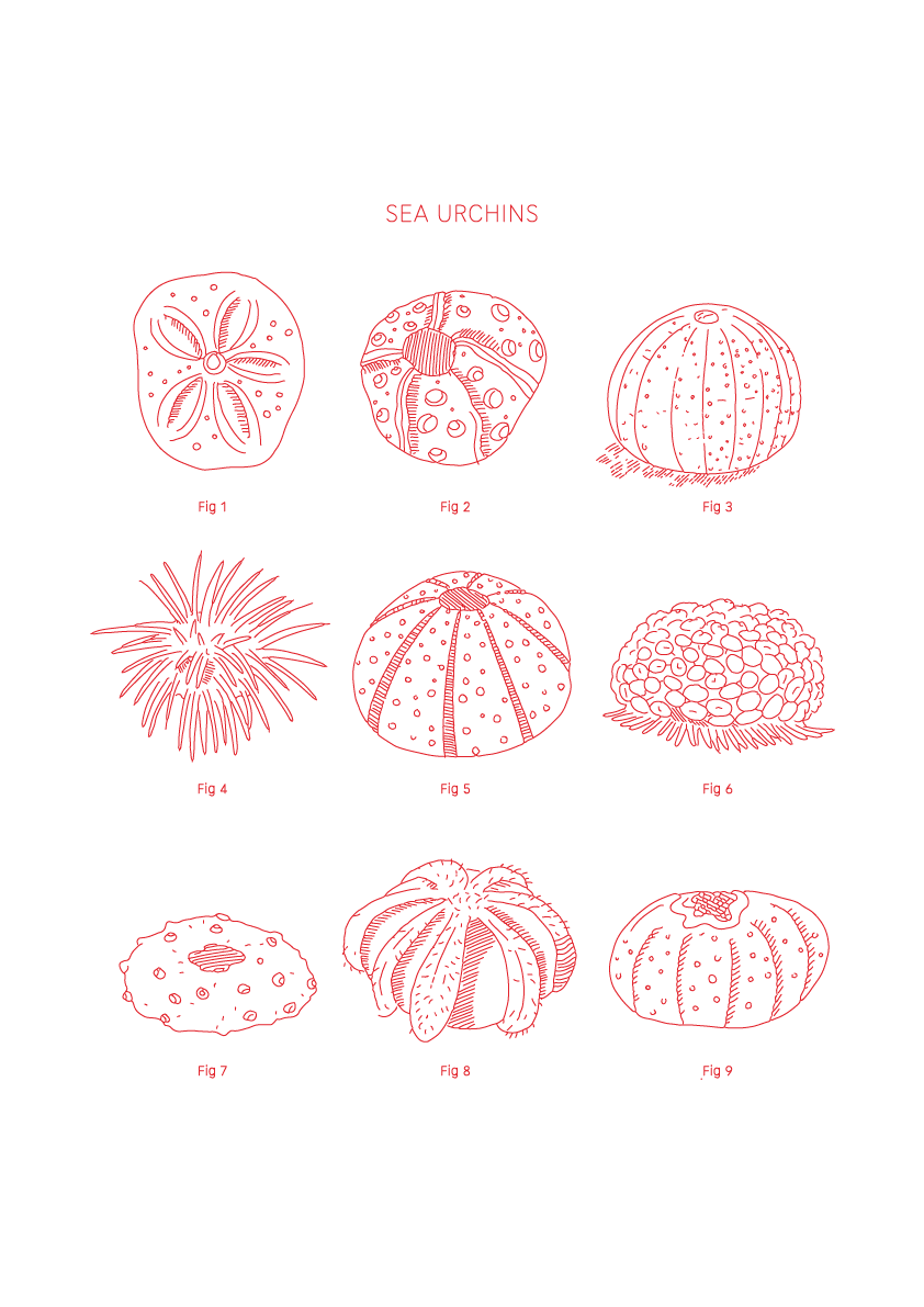 Sea Urchins - Natural History Art
