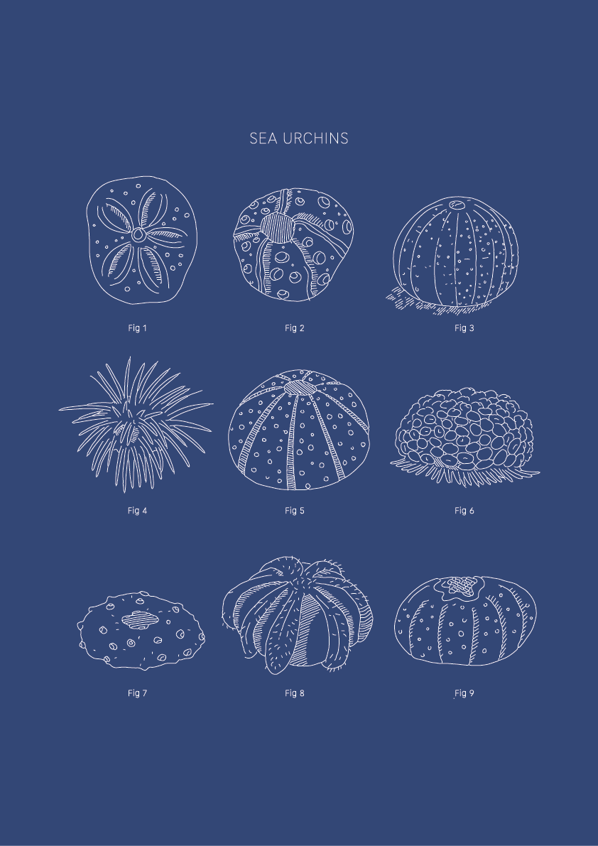 Sea Urchins - Natural History Art