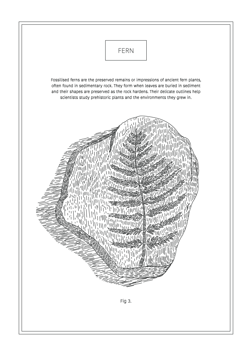 Fern - Natural History Art