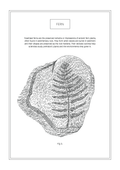 Fern - Natural History Art