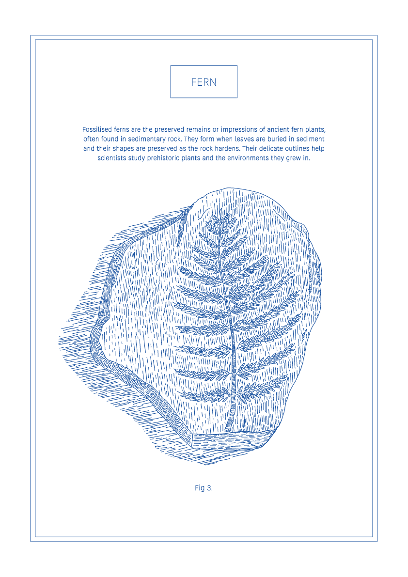 Fern - Natural History Art