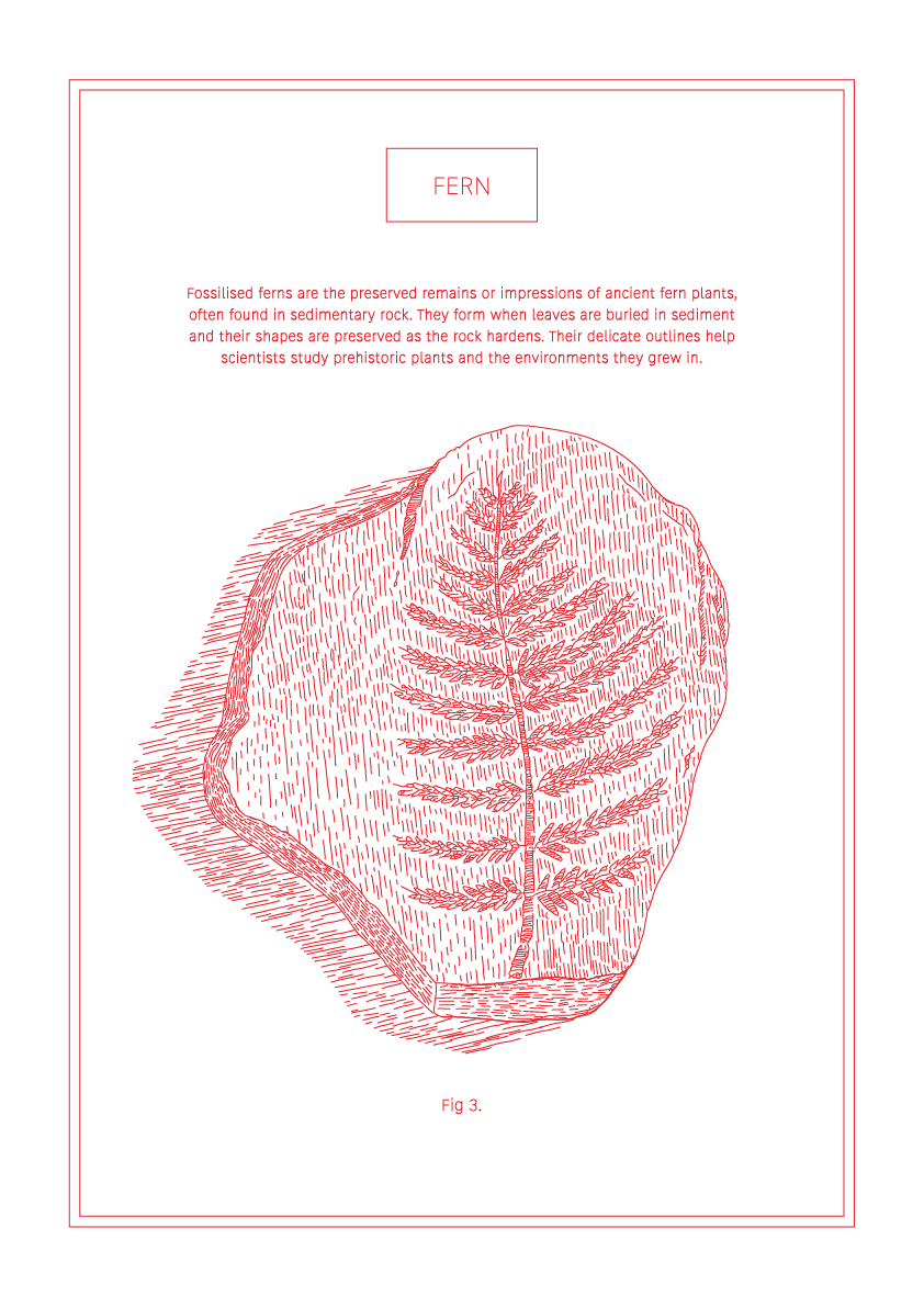 Fern - Natural History Art
