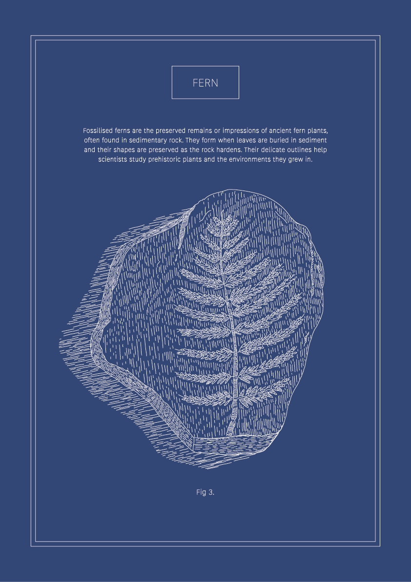 Fern - Natural History Art
