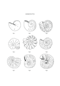 Ammonites - Natural History Art