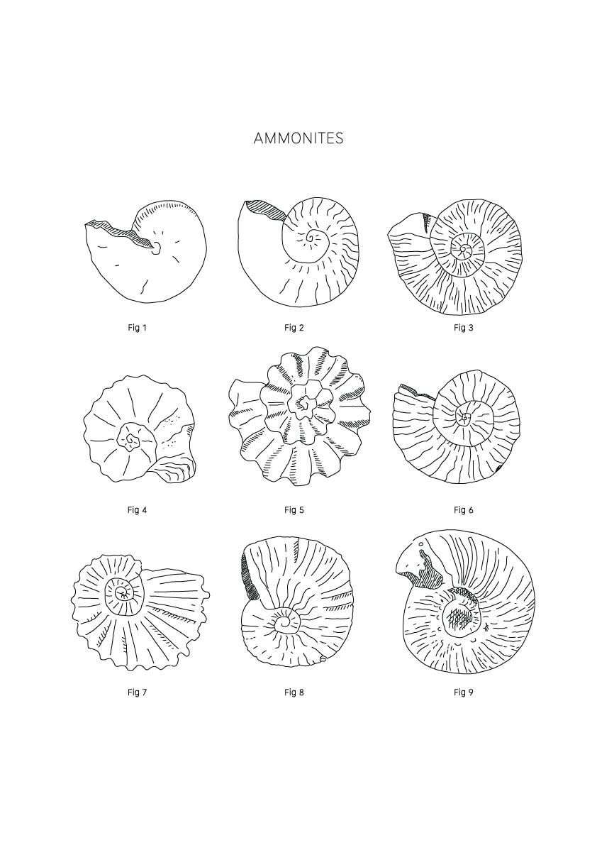 Ammonites - Natural History Art