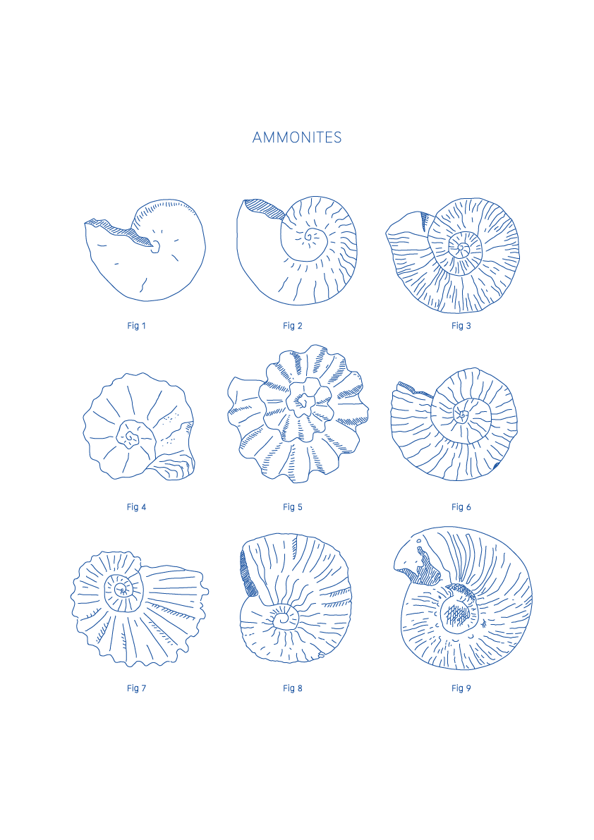 Ammonites - Natural History Art