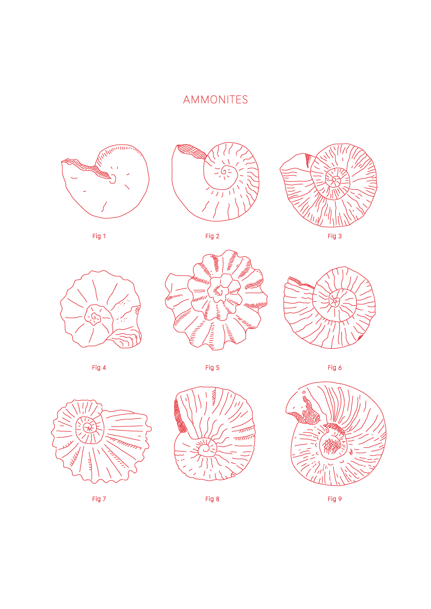 Ammonites - Natural History Art