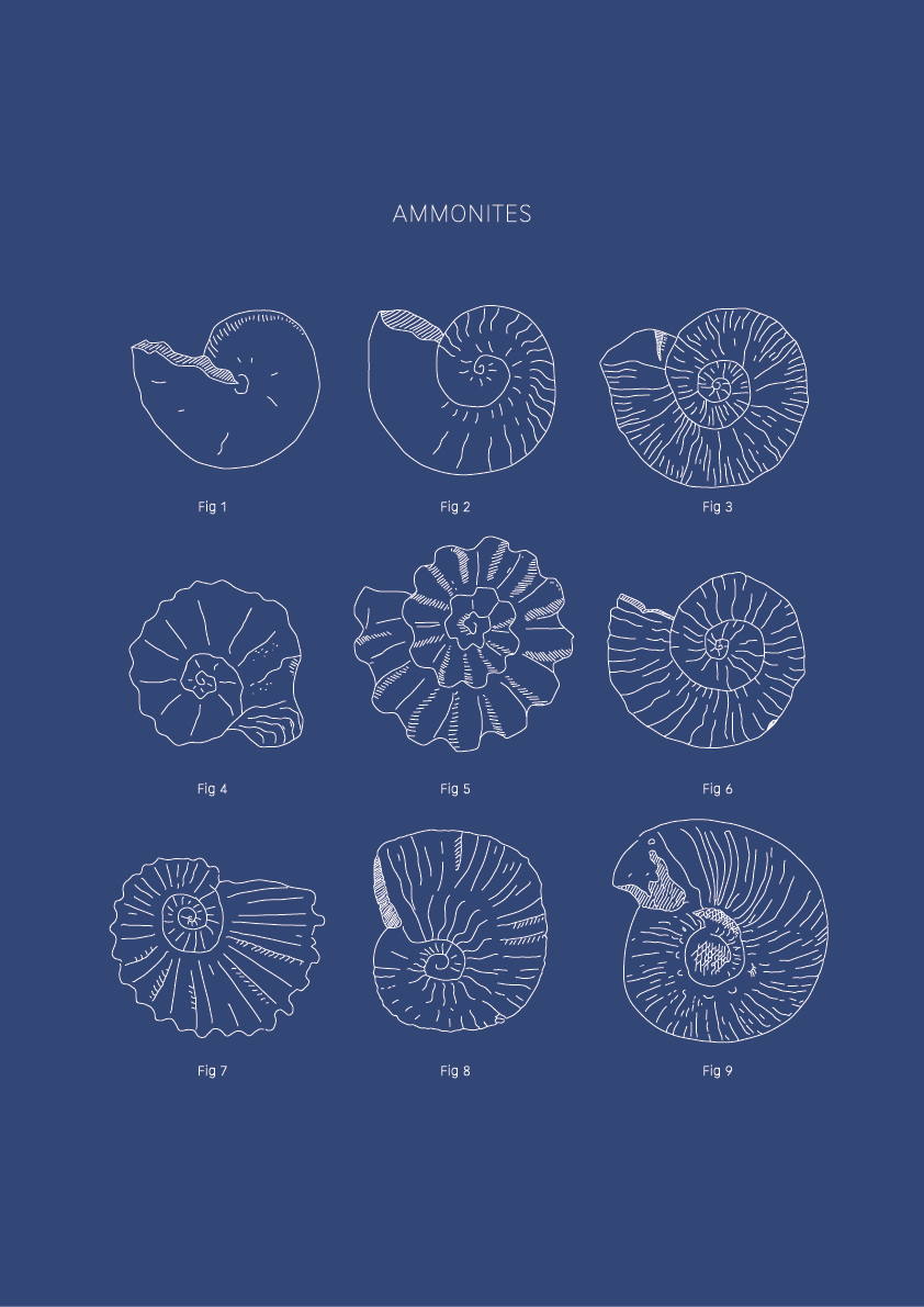 Ammonites - Natural History Art
