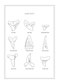 Shark Teeth - Natural History Art