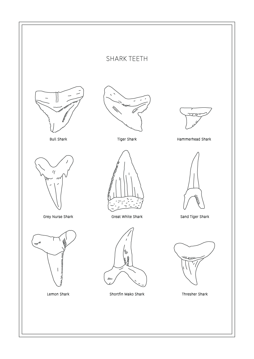 Shark Teeth - Natural History Art