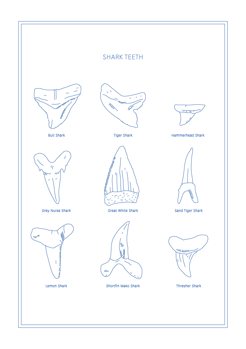 Shark Teeth - Natural History Art