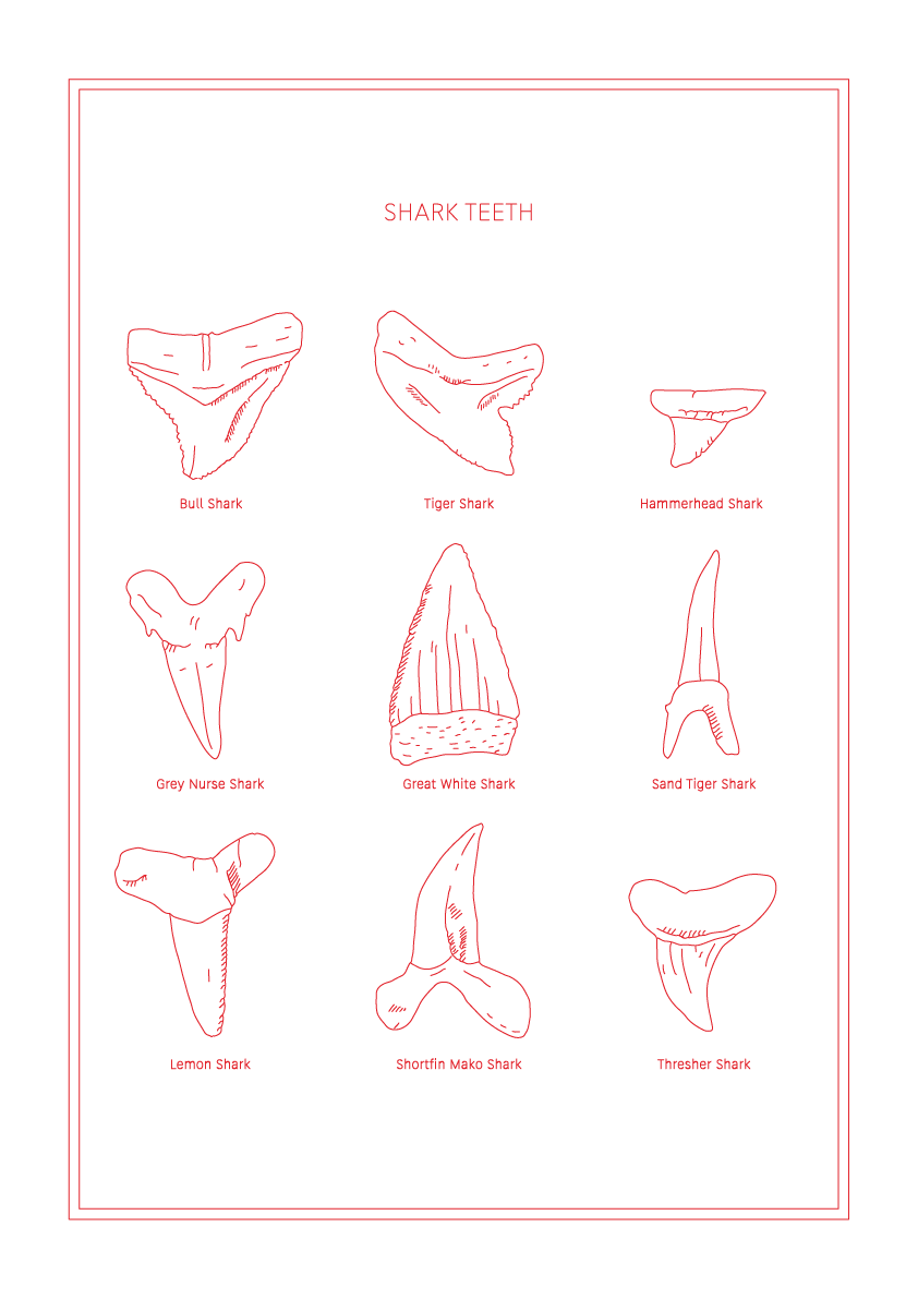 Shark Teeth - Natural History Art