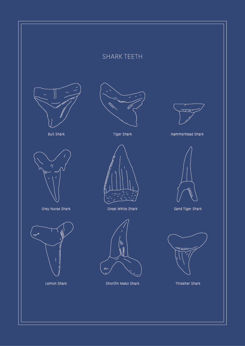 Shark Teeth - Natural History Art