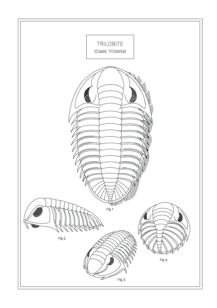 Trilobite - Natural History Art