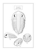 Trilobite - Natural History Art