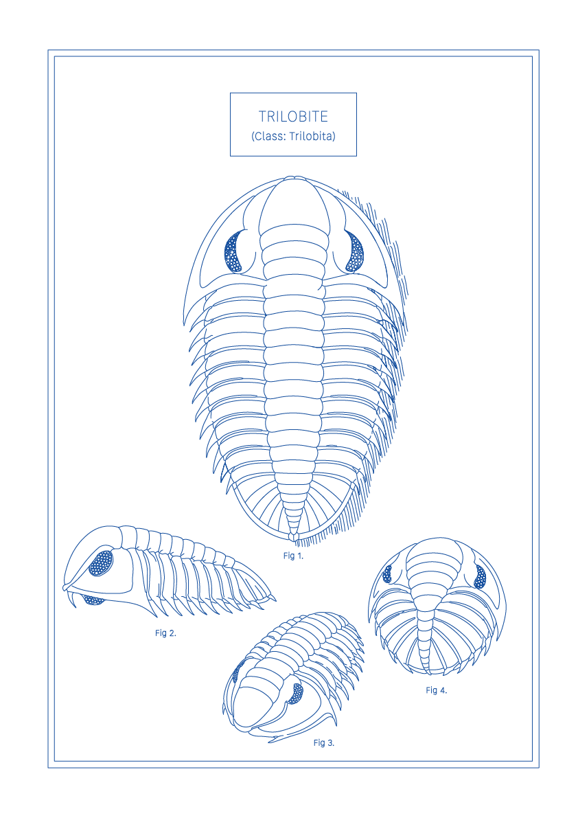 Trilobite - Natural History Art