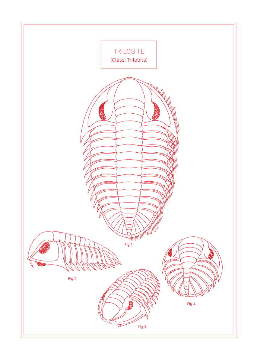 Trilobite - Natural History Art