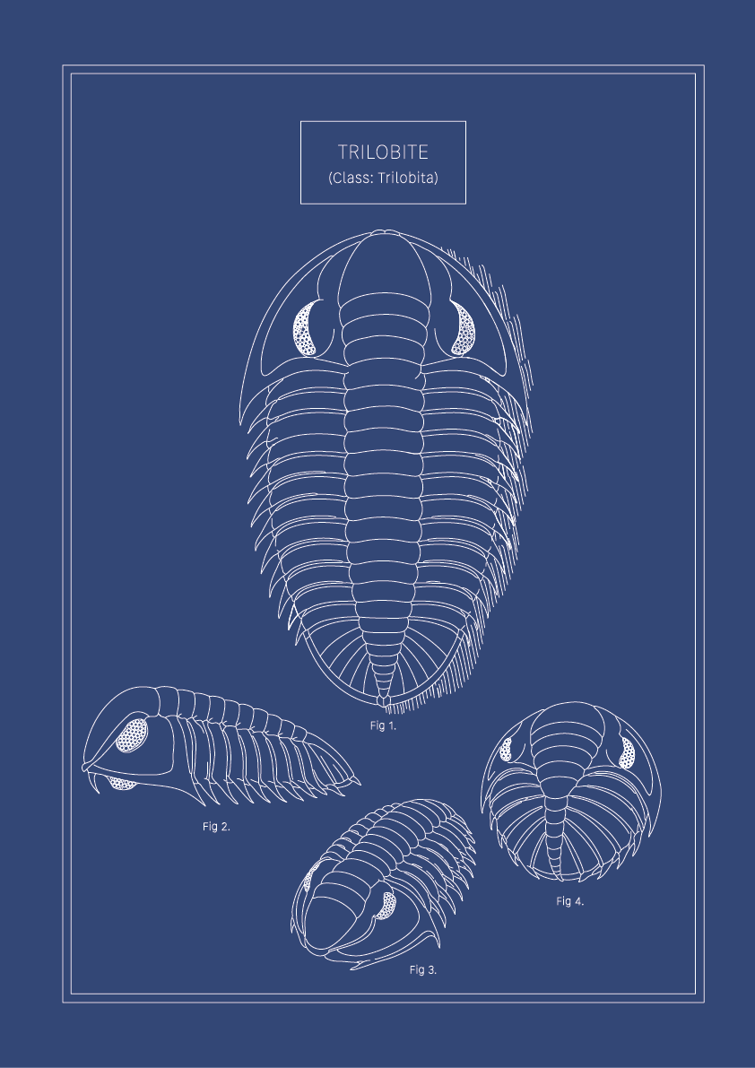 Trilobite - Natural History Art