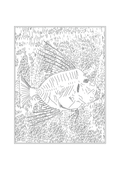 Fossilised Fish - Natural History Art