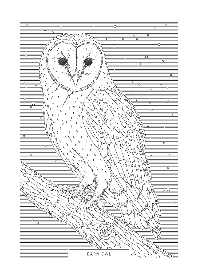 Barn Owl | British Birds Art