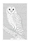 Barn Owl | British Birds Art