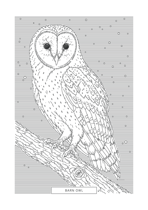 Barn Owl | British Birds Art