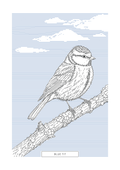 Blue Tit | British Birds Art
