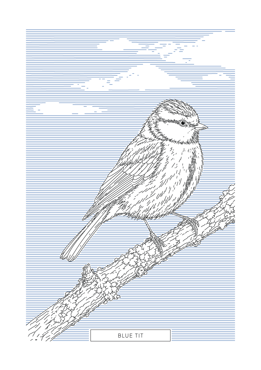 Blue Tit | British Birds Art