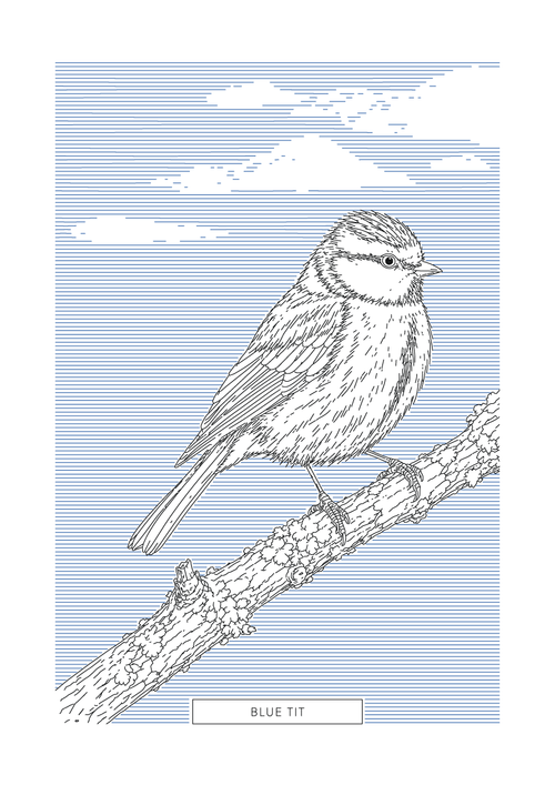 Blue Tit | British Birds Art